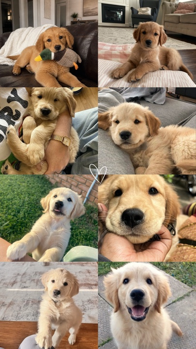 Mis mascotas