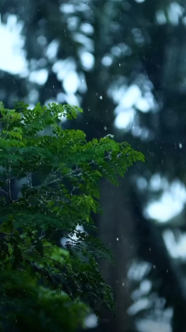 4 video rain sound