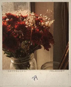 polaroid