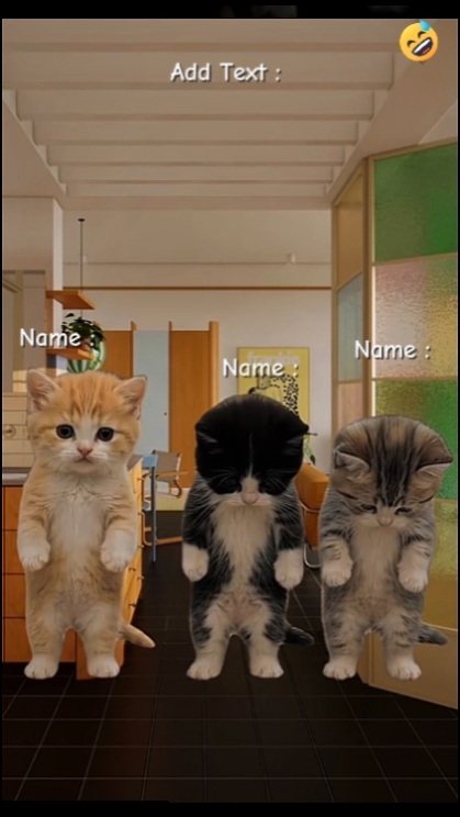 재미있는 고양이