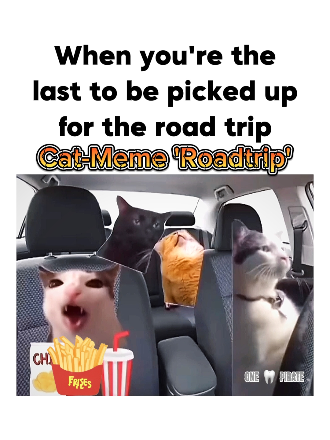 Cat Meme ROADTRIP