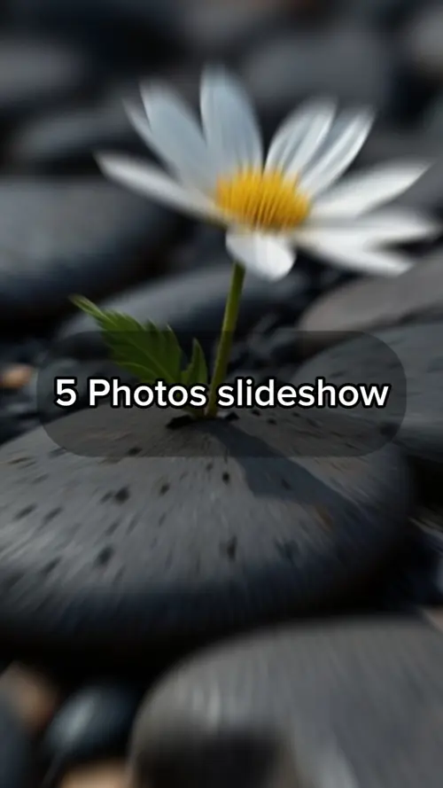 5 photos Slideshow