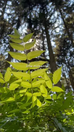 calm: nature
