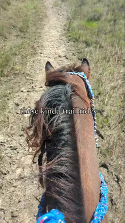 we love chasing deer