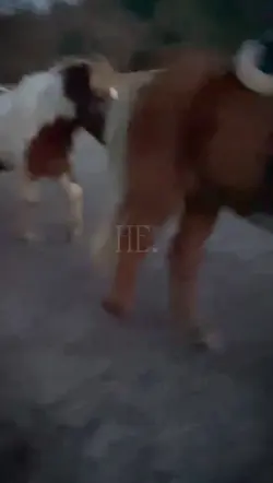 Horse SlowMo