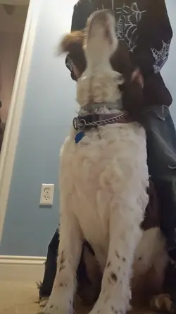 Wiggle your ears