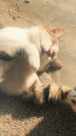 หากแมวเธอไม่มอง