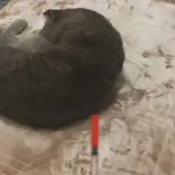 The bayharborbutcher