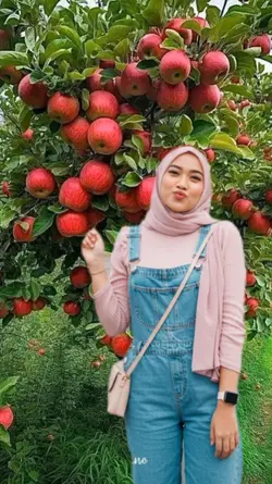panen buah apel gays
