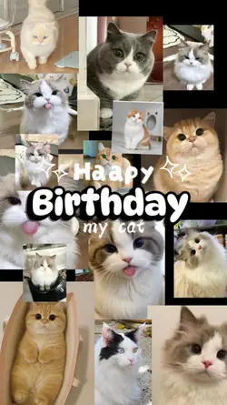Birthday my cat