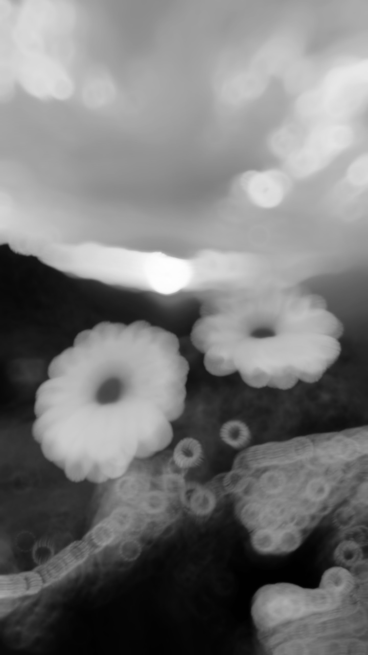 Flowers & sunnyday 