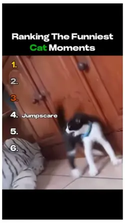 funniest cat moments