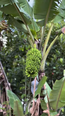 Cinematic Sound Jawa