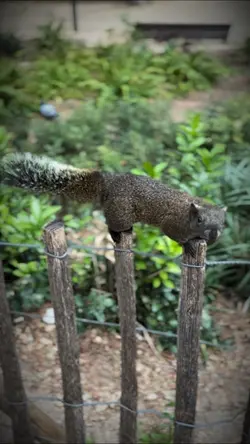 L’écureuil 🐿️