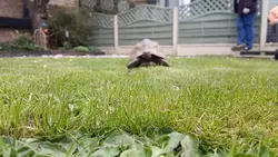 MOLLY THE TORTOISE