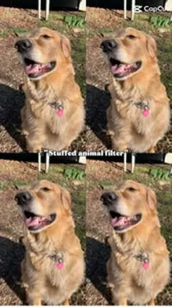 My doggie
