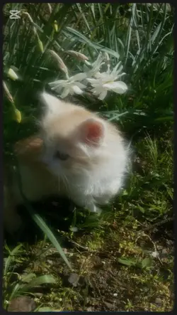 aesthetic 