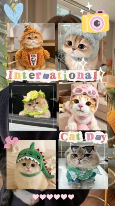 Feliz dia do gato
