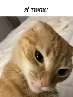 SI MUMU BELI SAMYANG