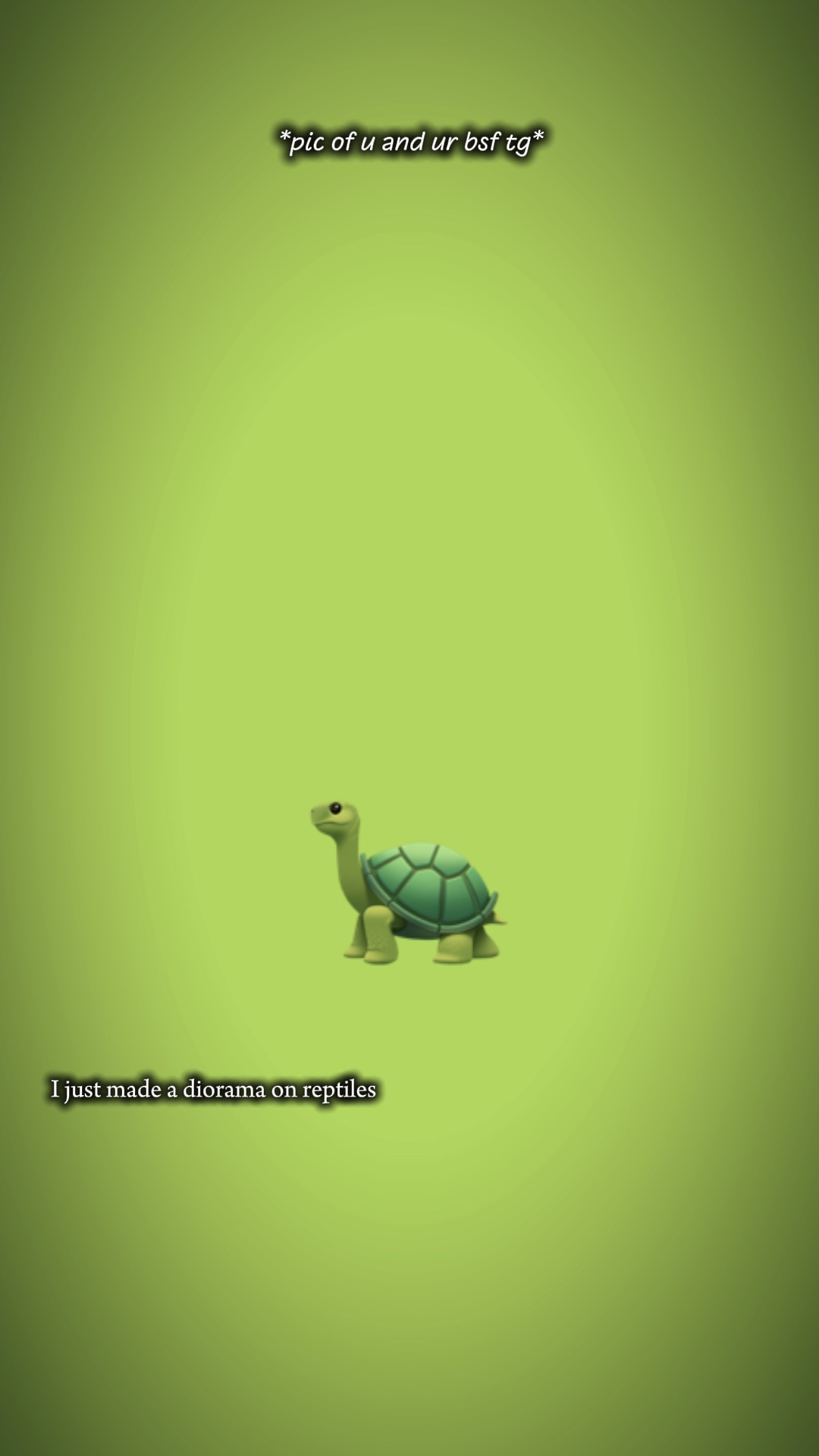 Schildkröte