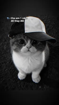 Cho em 1 năm để