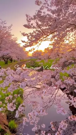 Sakura Vibes 