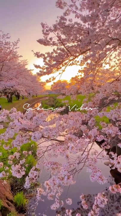 Sakura Vibes 