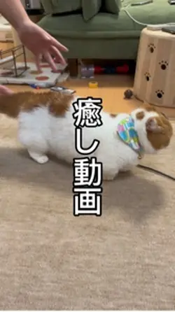 戦う猫