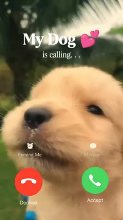 My Dog is calling 