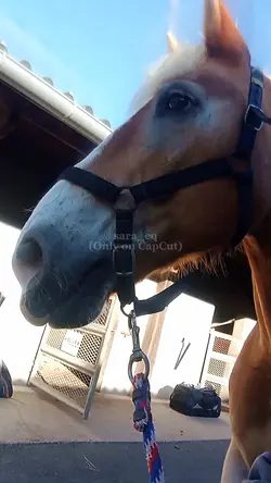 Rusty ♥️♥️🐴