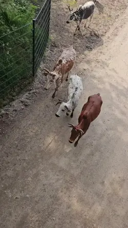 COWS