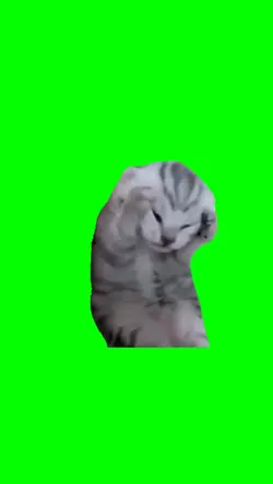 Dramatic Kitten