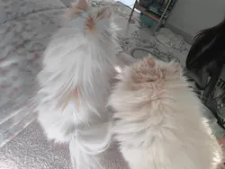 köpeklerrrr