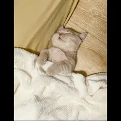tulog tulog lang