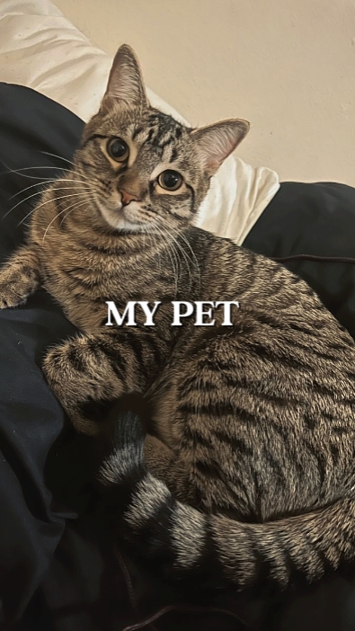 My pet