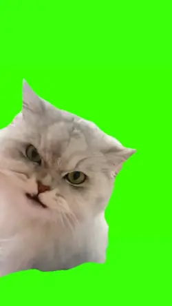 asmr cat meme