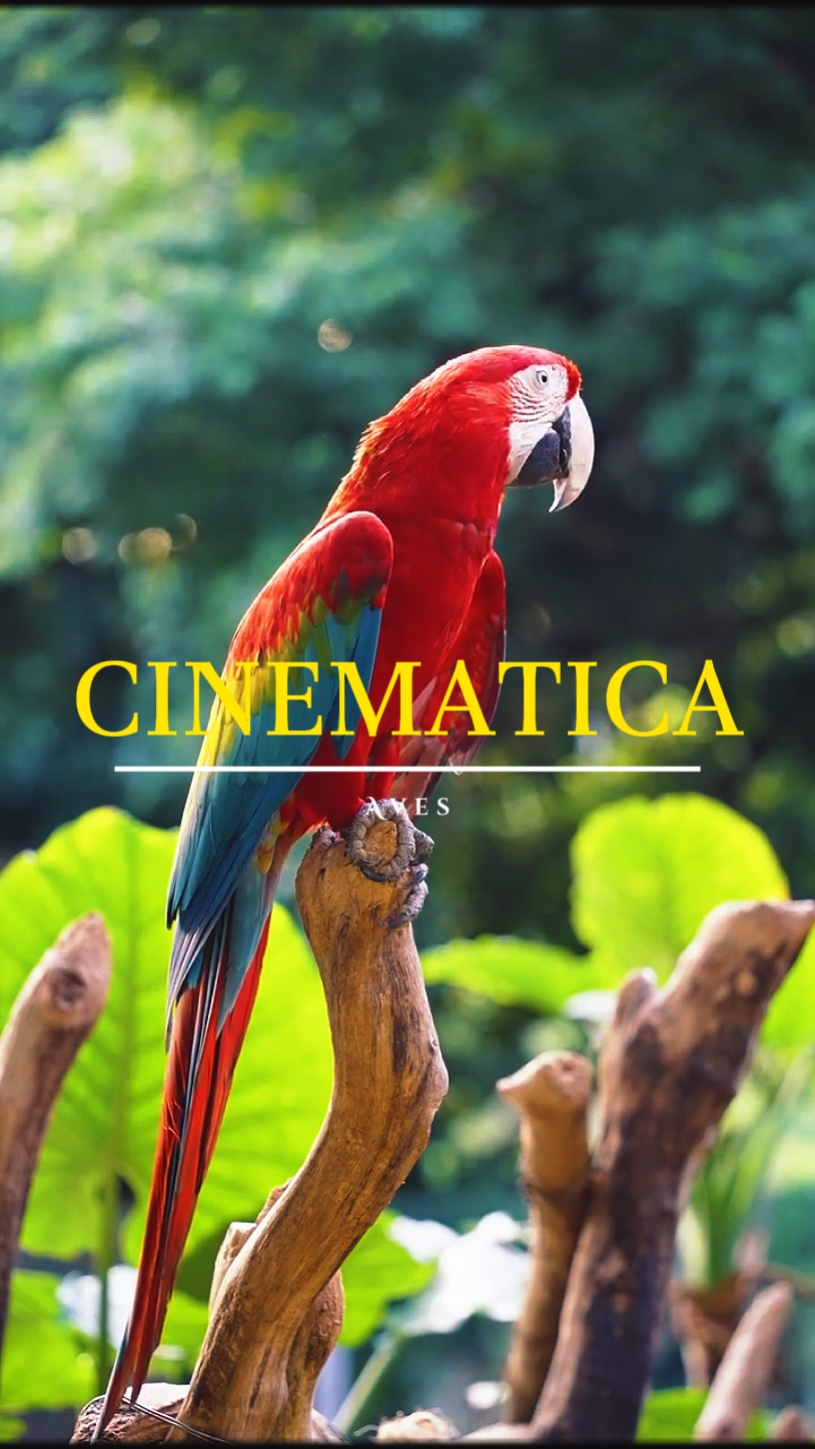 Cinematica • Aves