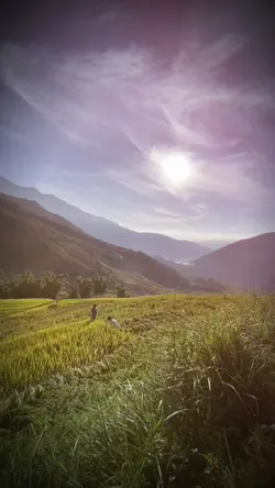 Mẫu 1 video 🖤