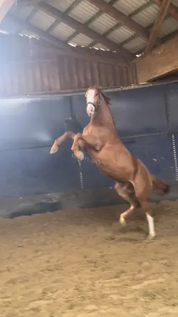 spicy horse