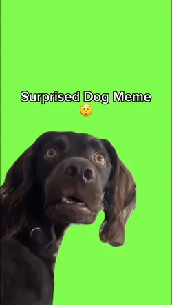 Surprised Dog Meme