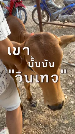 เขาวินเทจอ้ายเกษตรกร