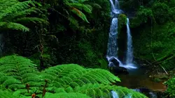 nature vibes
