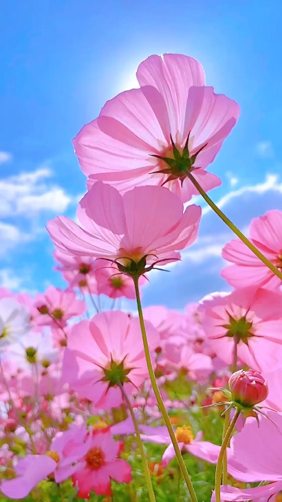 Flores Hermosas 