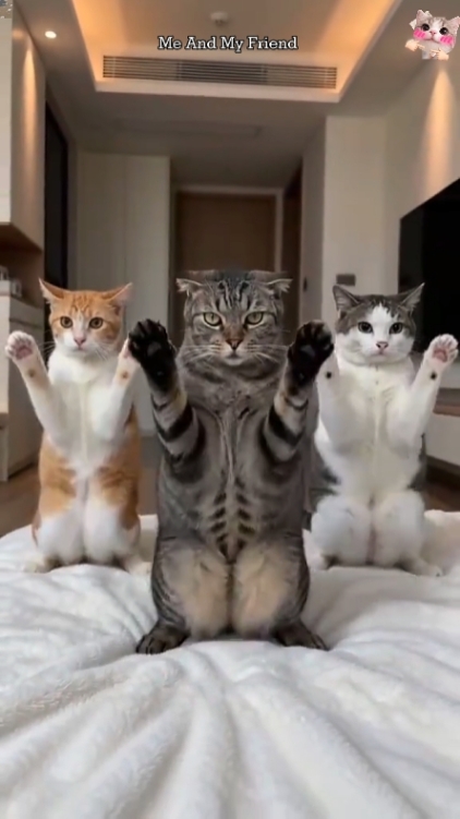 Gato Engraçado.. 