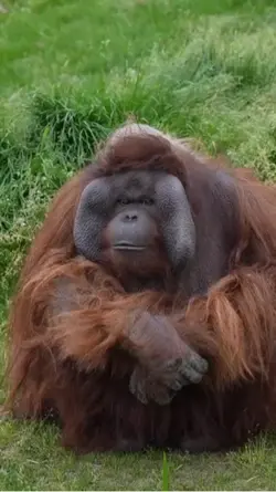 Flirt Mode: Activate