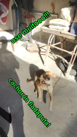 cachorrin fiadaputa