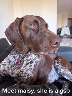 Maisy the puppy