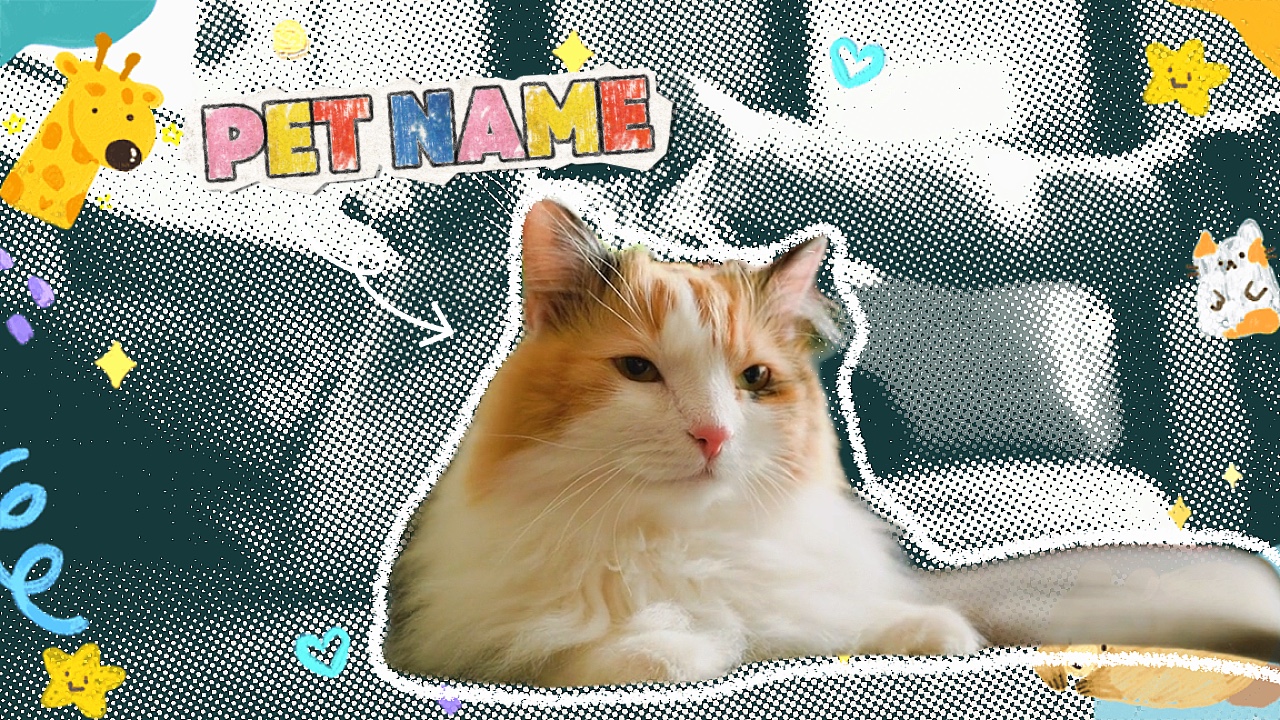 PET INTRO