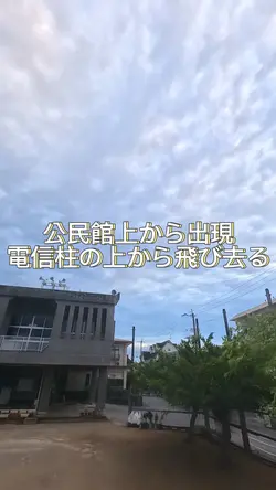 公民館の上から出現し電信柱上から飛び去る