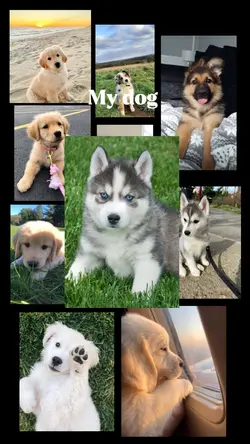 My dog 